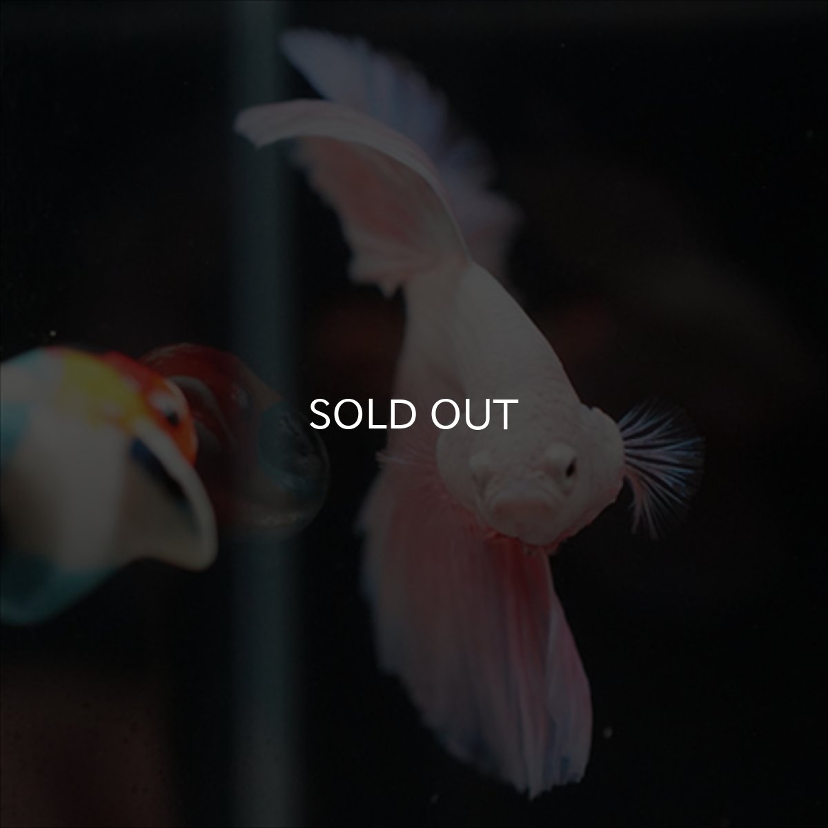 画像5: HM　ファンシーピンク (5)