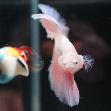 画像5: HM　ファンシーピンク (5)