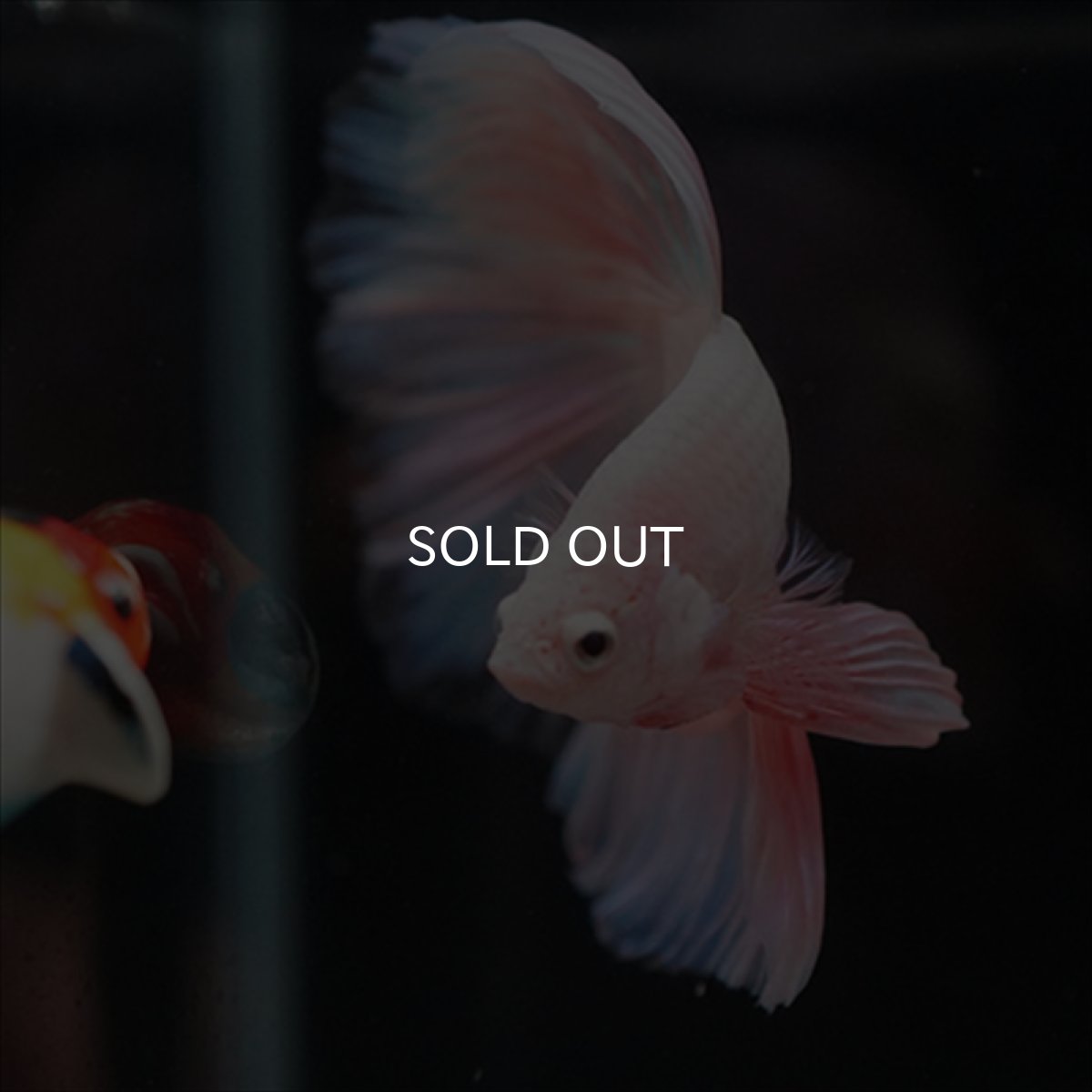 画像4: HM　ファンシーピンク (4)