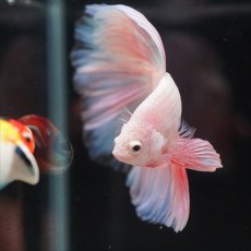 画像4: HM　ファンシーピンク (4)