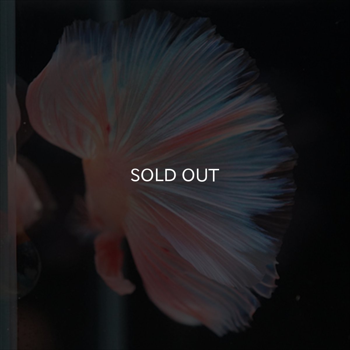 画像3: HM　ファンシーピンク (3)