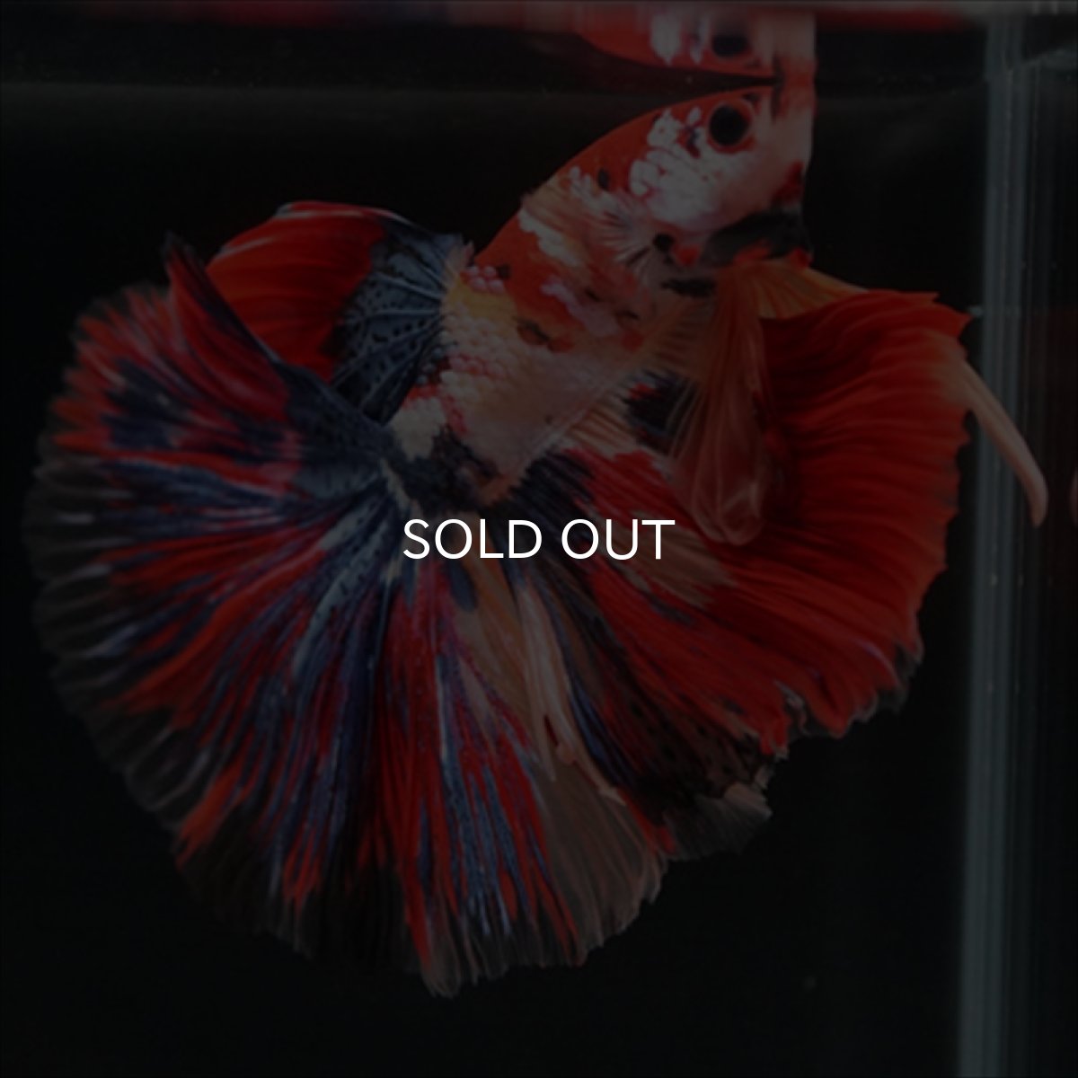 画像10: HM　キャンディギャラクシー (10)