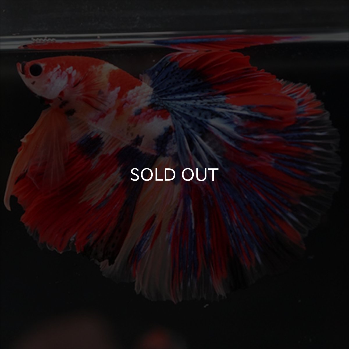 画像9: HM　キャンディギャラクシー (9)