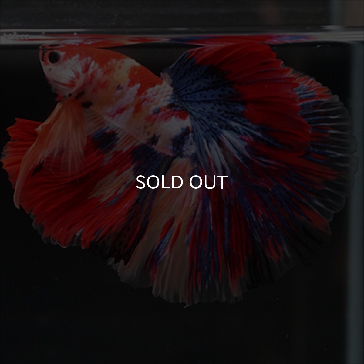 画像8: HM　キャンディギャラクシー (8)