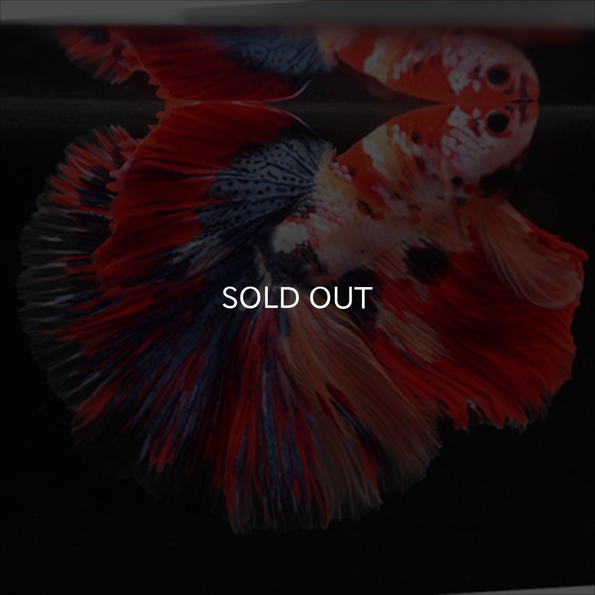 画像7: HM　キャンディギャラクシー (7)