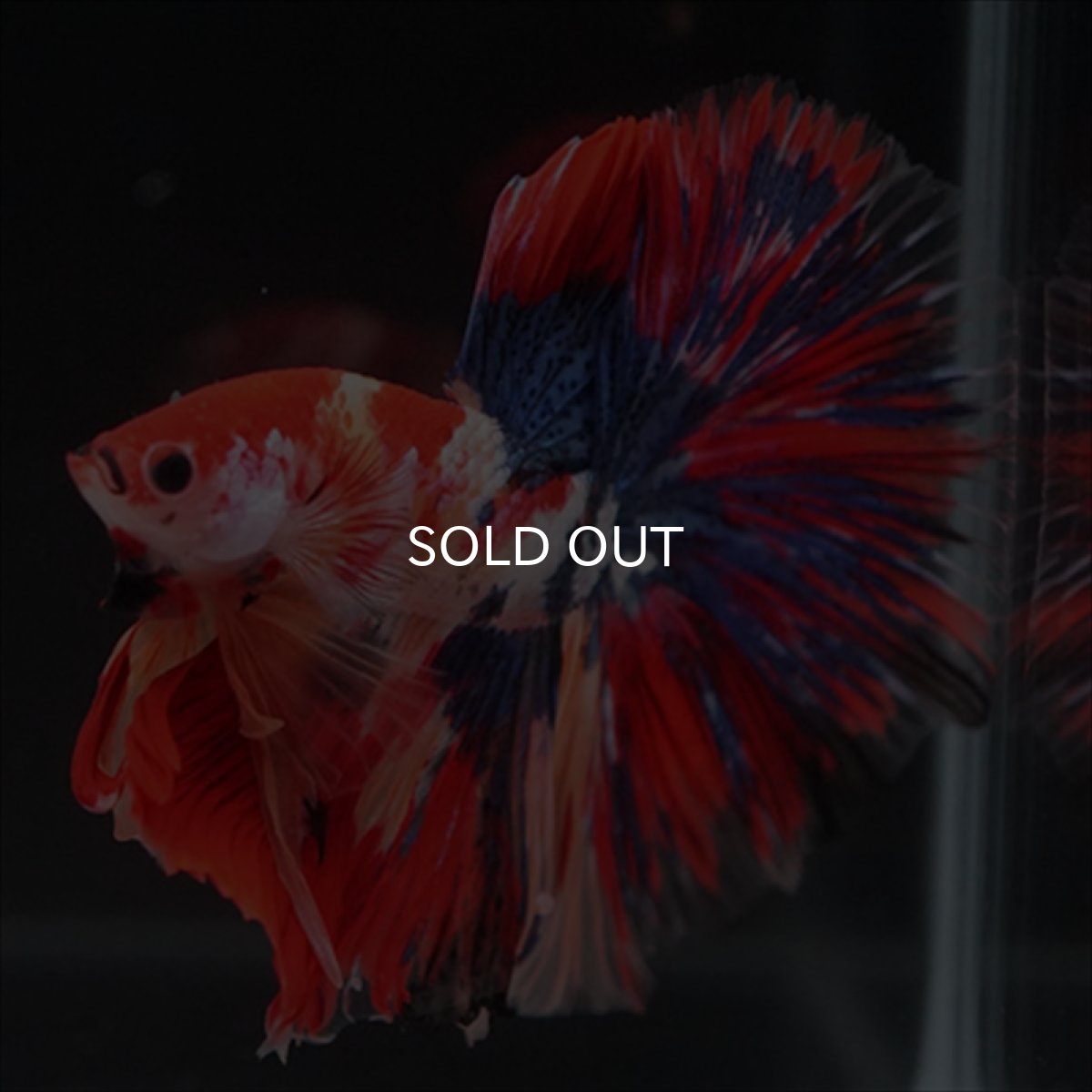 画像6: HM　キャンディギャラクシー (6)