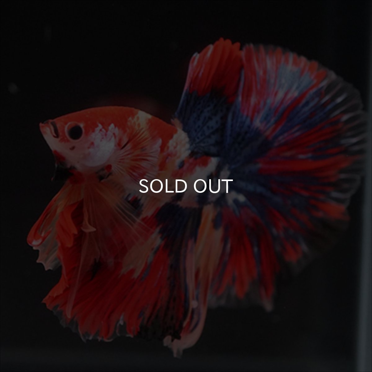 画像3: HM　キャンディギャラクシー (3)