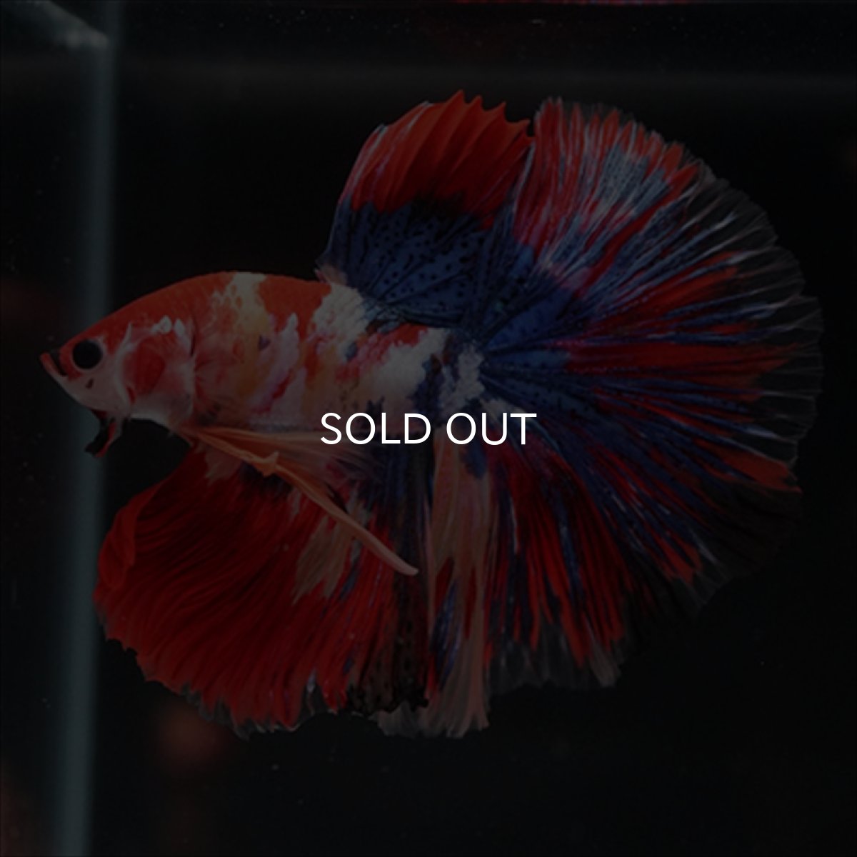 画像5: HM　キャンディギャラクシー (5)