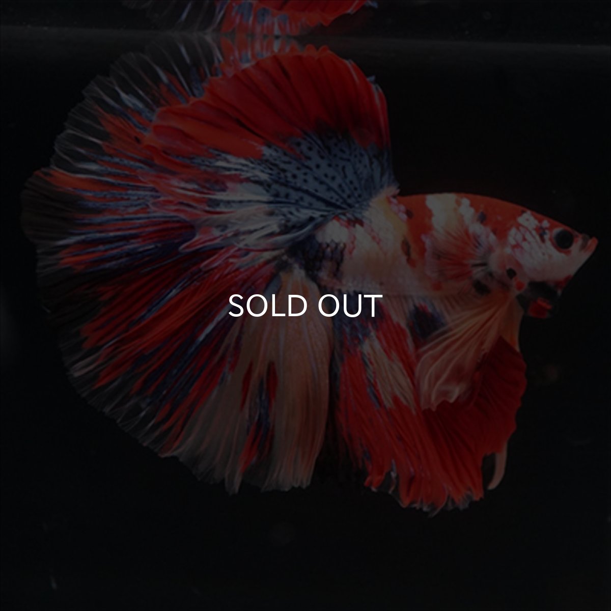 画像4: HM　キャンディギャラクシー (4)