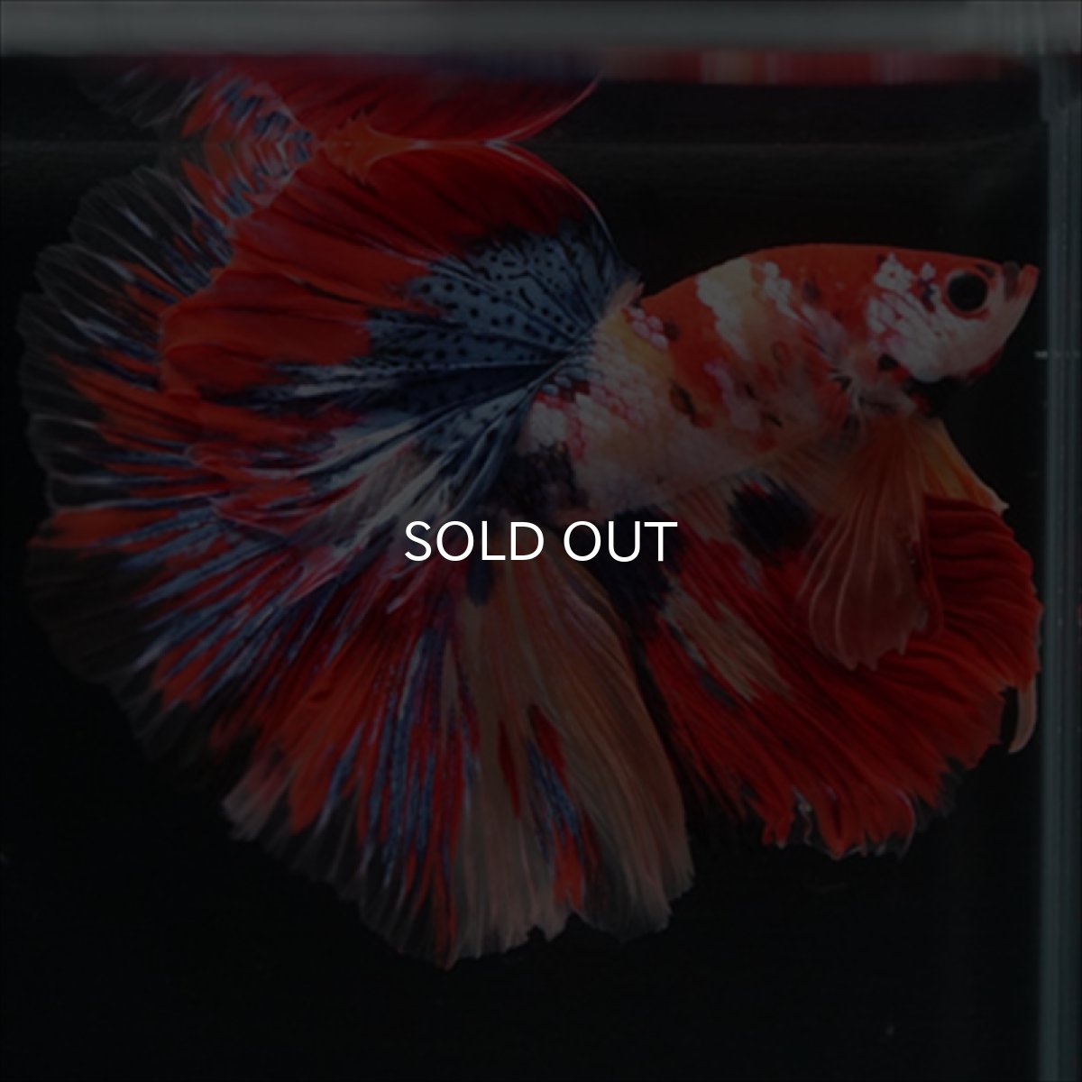 画像2: HM　キャンディギャラクシー (2)