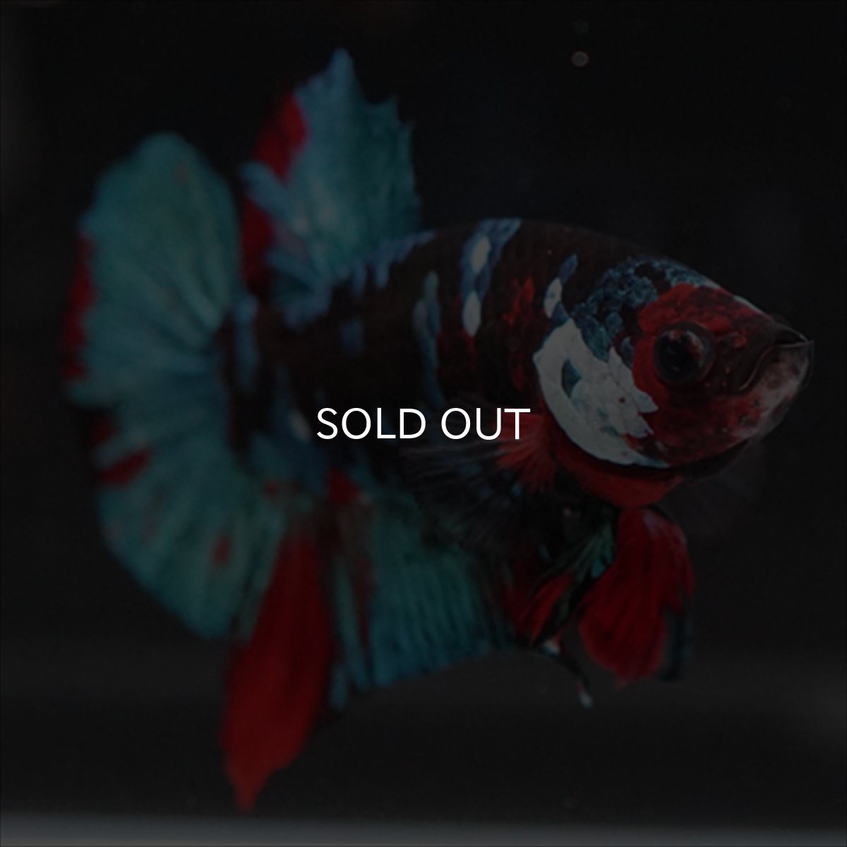 画像9: HMPK 鯉ギャラクシー (9)