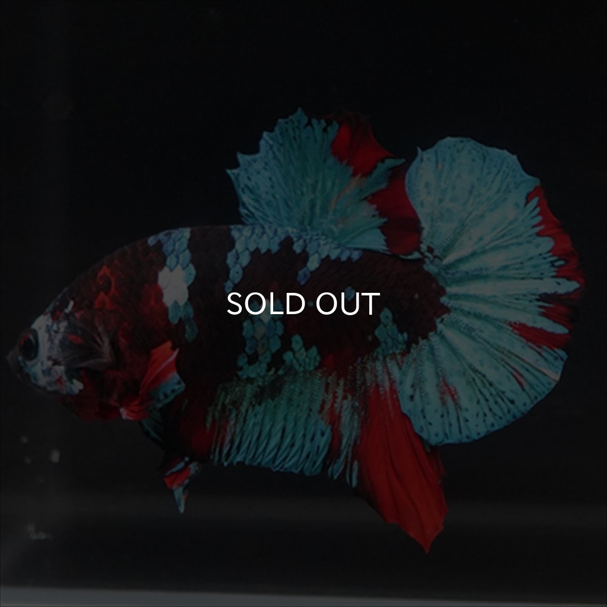 画像2: HMPK 鯉ギャラクシー (2)