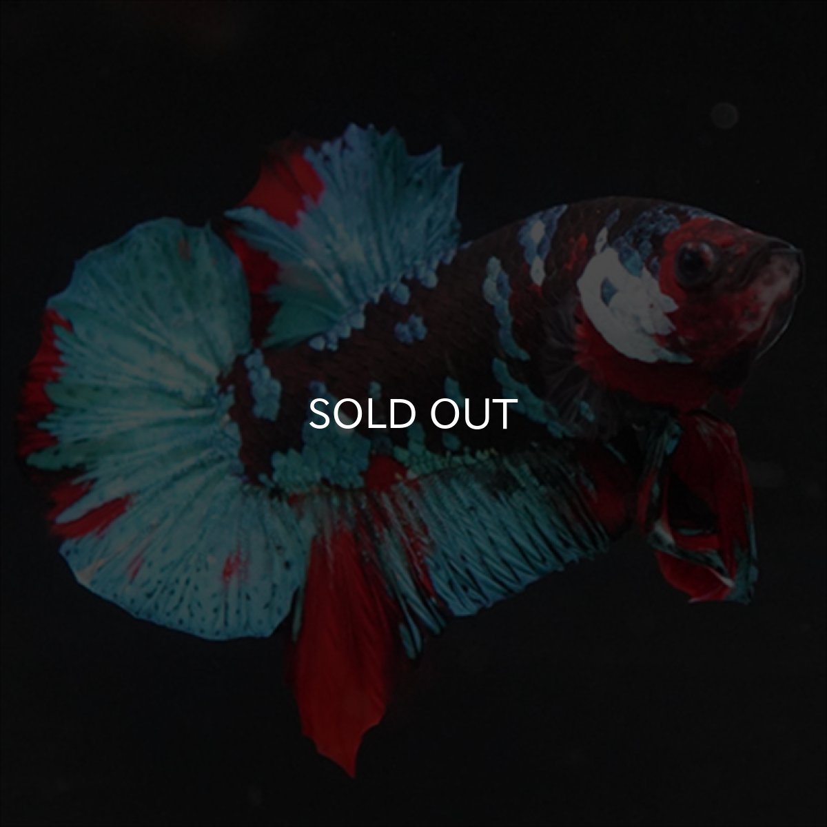 画像8: HMPK 鯉ギャラクシー (8)