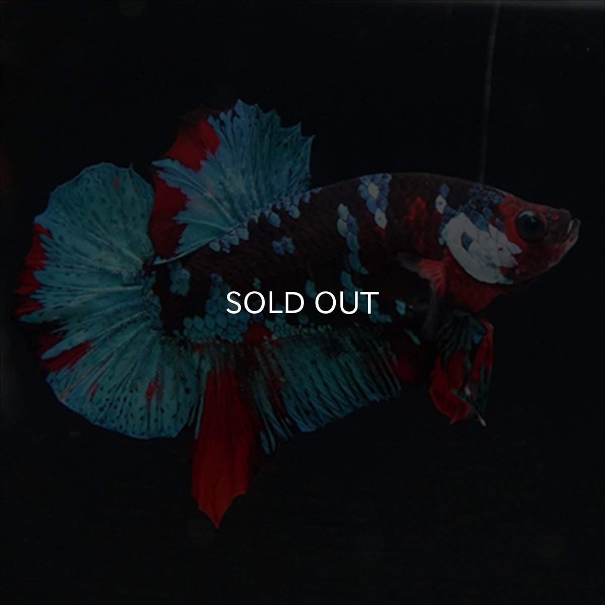 画像6: HMPK 鯉ギャラクシー (6)