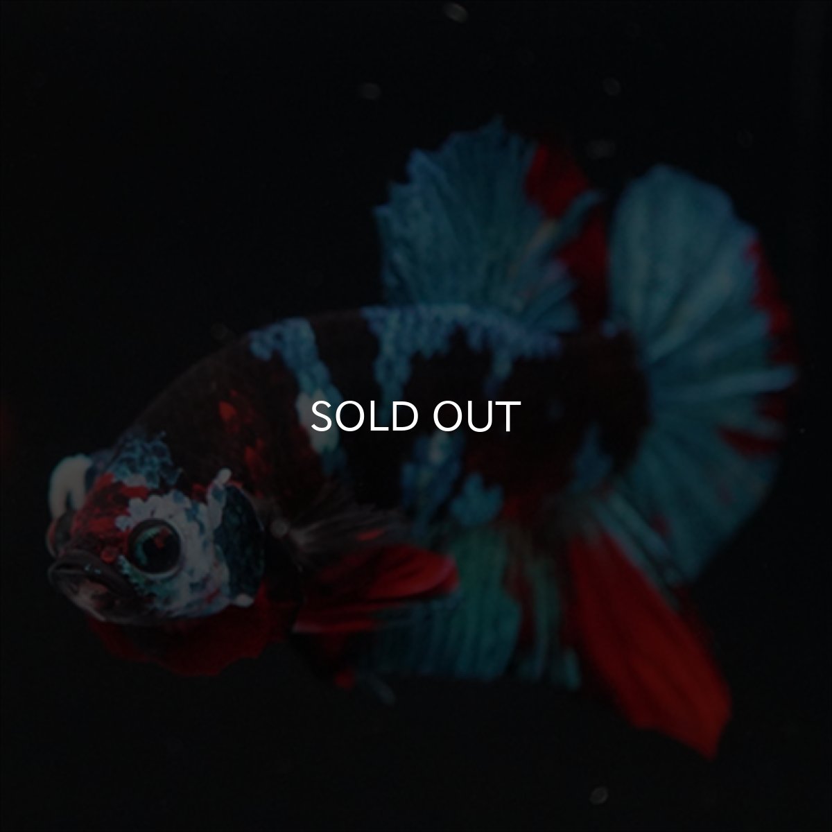 画像7: HMPK 鯉ギャラクシー (7)