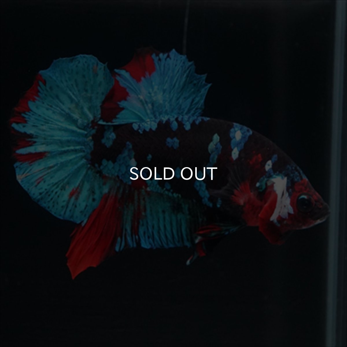 画像5: HMPK 鯉ギャラクシー (5)