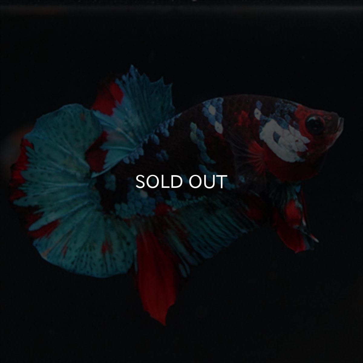 画像4: HMPK 鯉ギャラクシー (4)