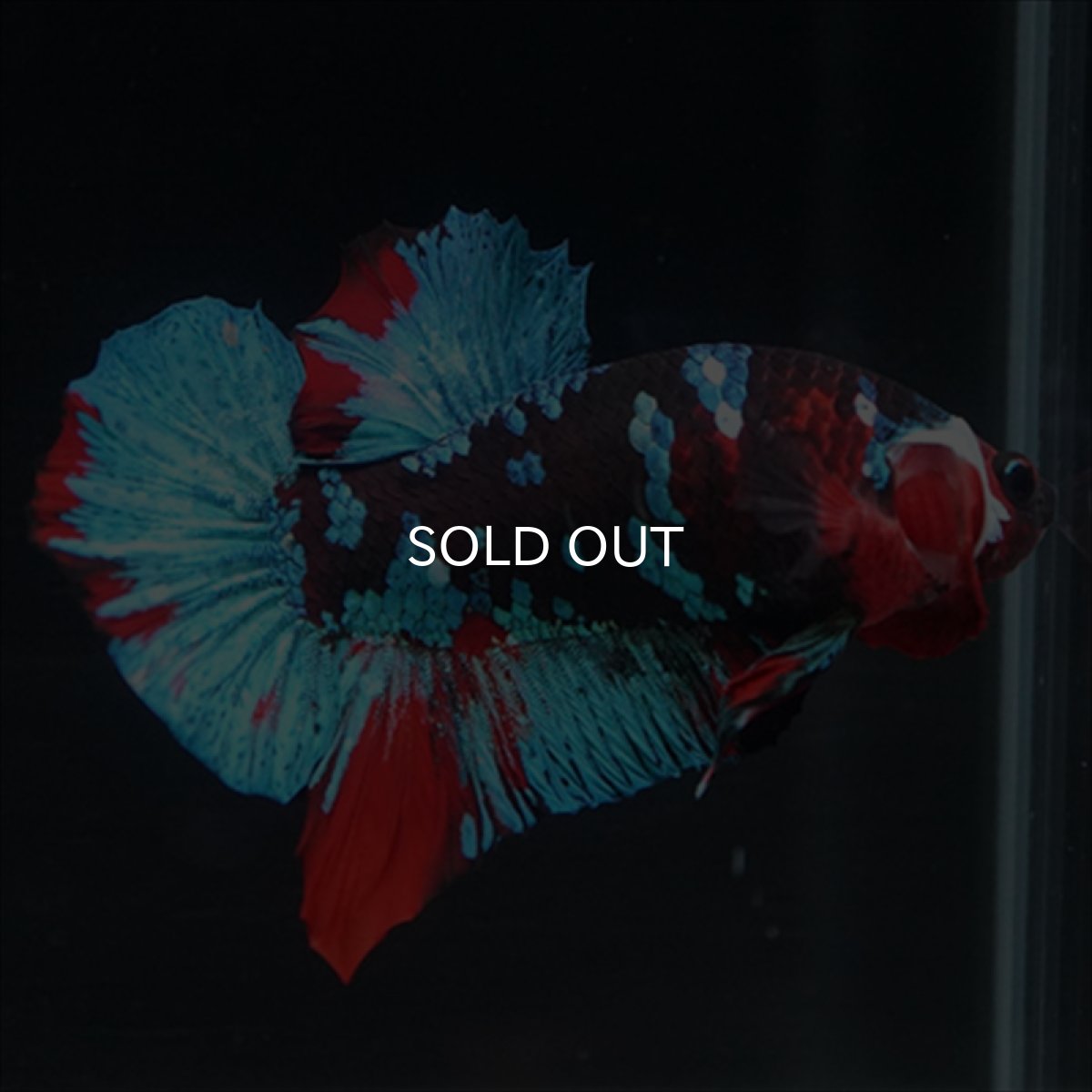 画像3: HMPK 鯉ギャラクシー (3)