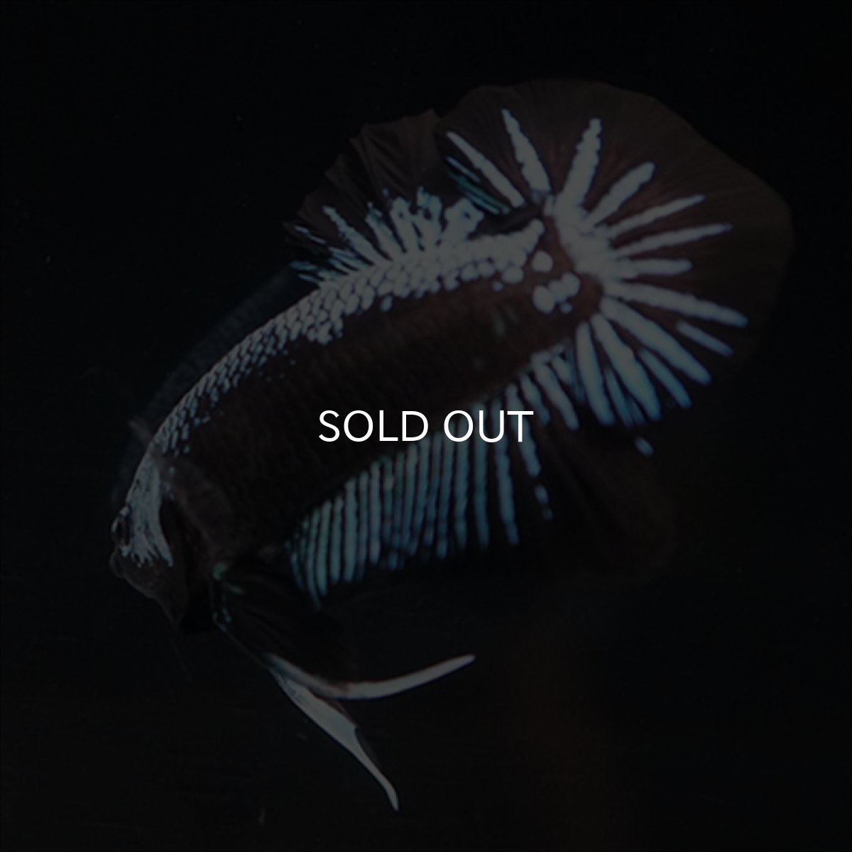 画像15: HMPK ブルーブラックサムライ (15)