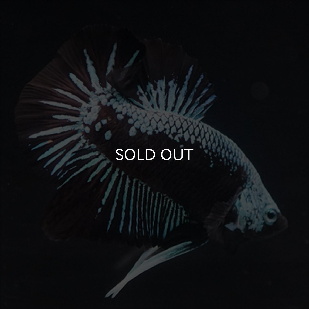 画像14: HMPK ブルーブラックサムライ (14)