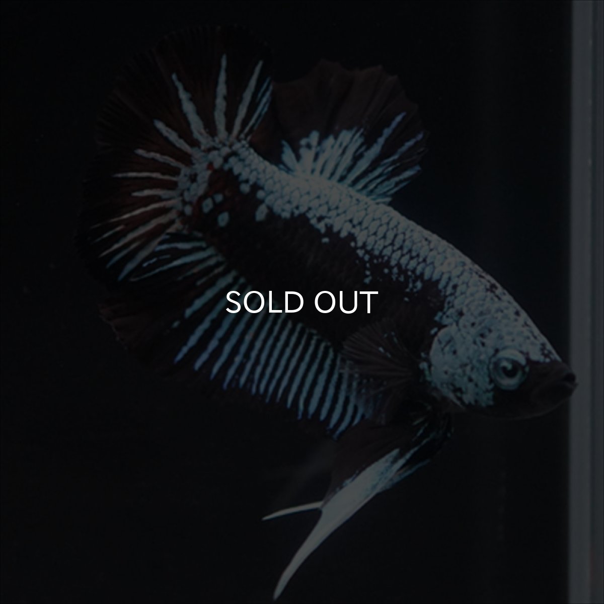 画像13: HMPK ブルーブラックサムライ (13)