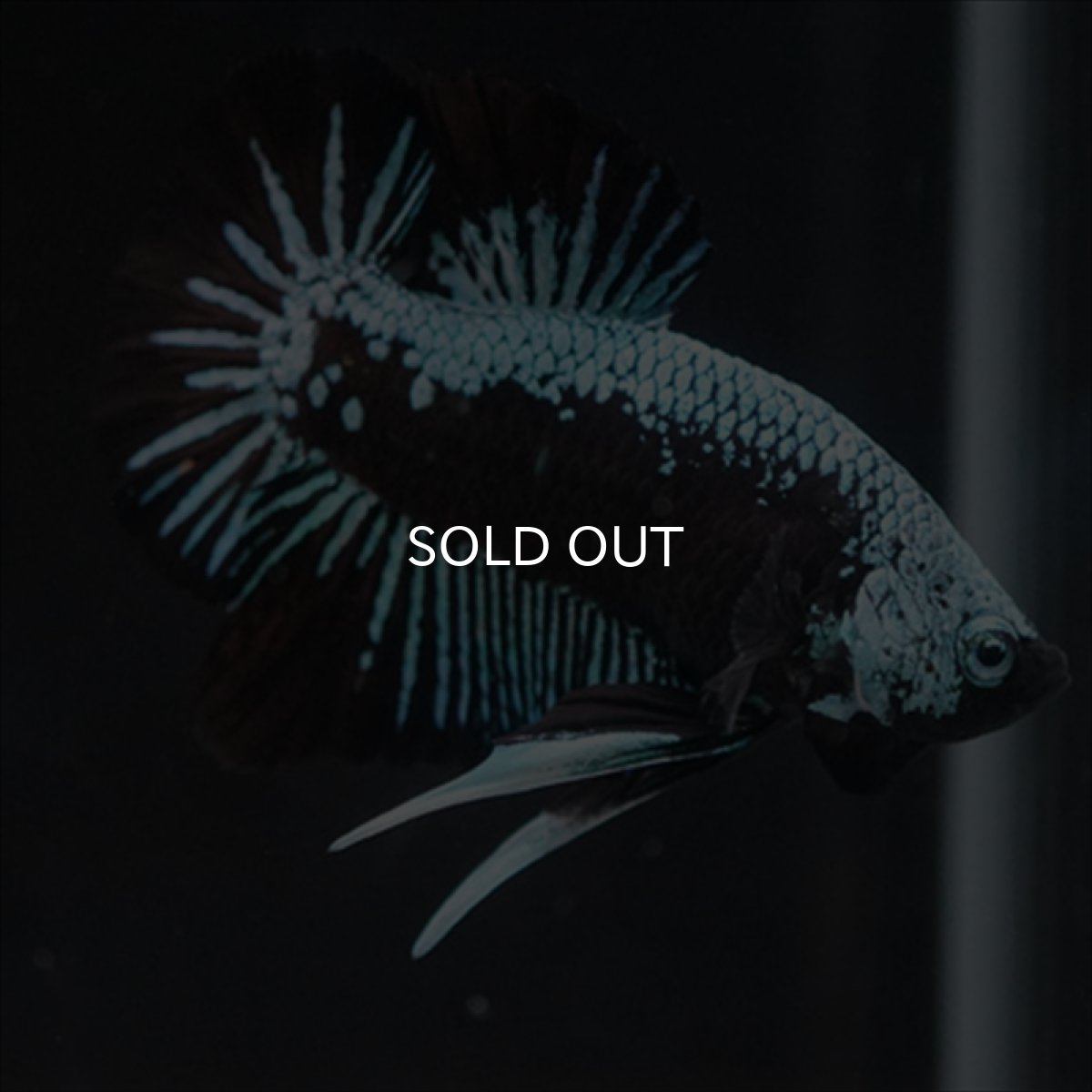 画像12: HMPK ブルーブラックサムライ (12)