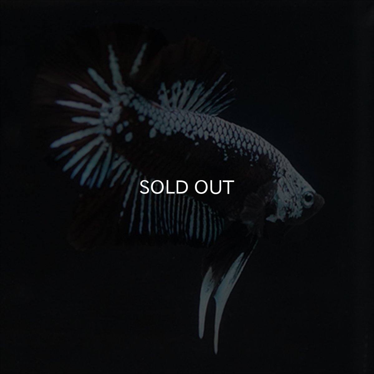 画像11: HMPK ブルーブラックサムライ (11)