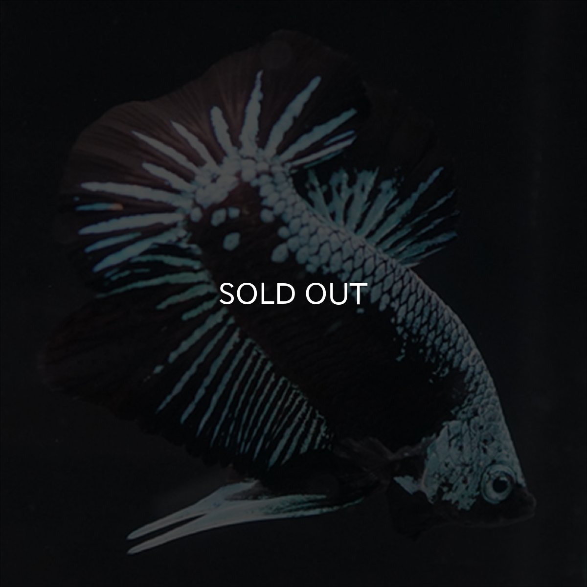 画像3: HMPK ブルーブラックサムライ (3)