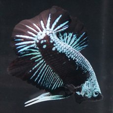 画像3: HMPK ブルーブラックサムライ (3)