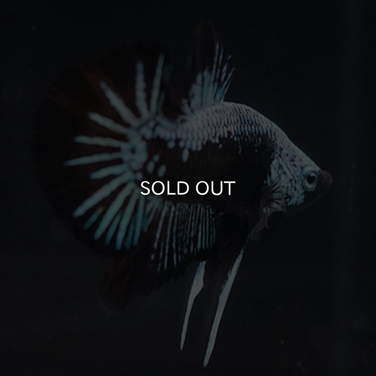 画像10: HMPK ブルーブラックサムライ (10)