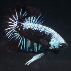 画像1: HMPK ブルーブラックサムライ (1)