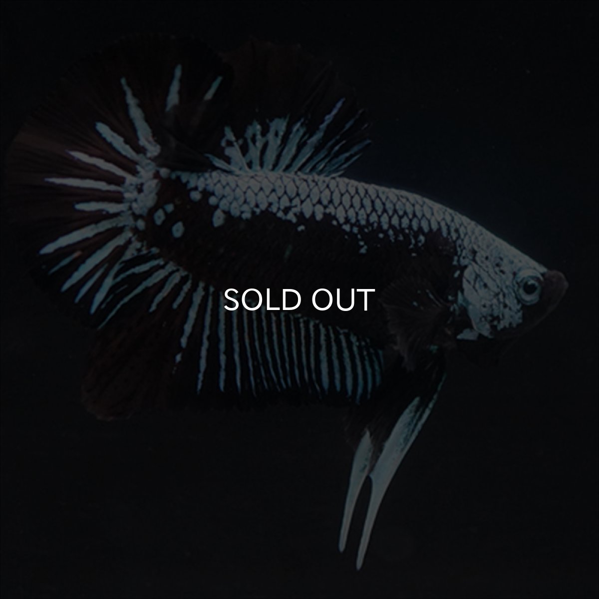 画像9: HMPK ブルーブラックサムライ (9)