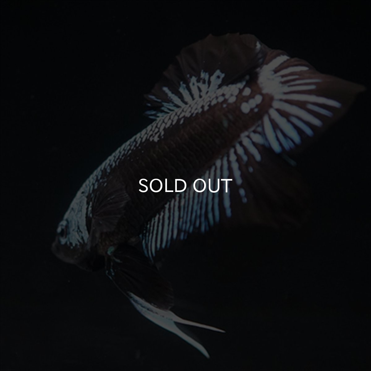 画像5: HMPK ブルーブラックサムライ (5)