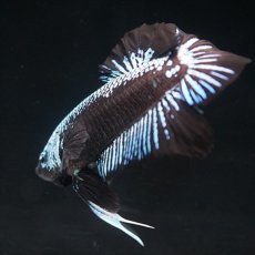 画像5: HMPK ブルーブラックサムライ (5)