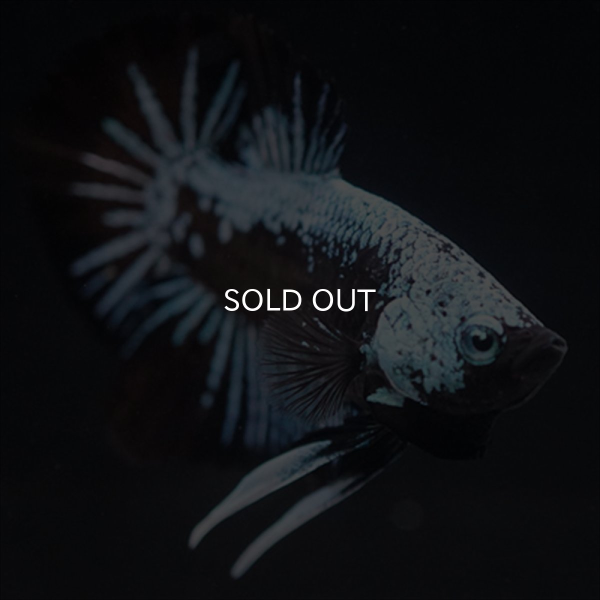 画像8: HMPK ブルーブラックサムライ (8)