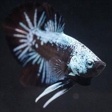 画像8: HMPK ブルーブラックサムライ (8)