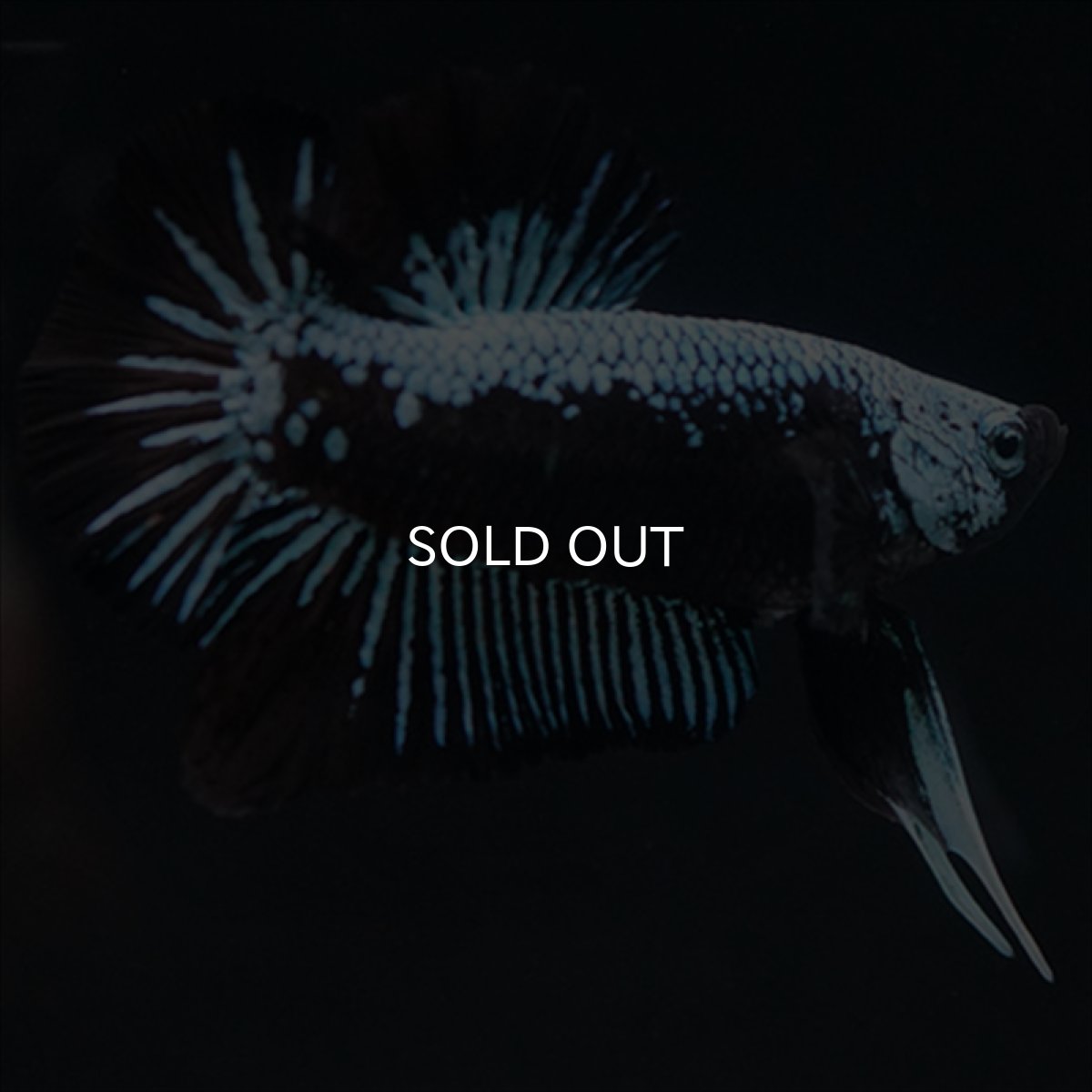 画像7: HMPK ブルーブラックサムライ (7)