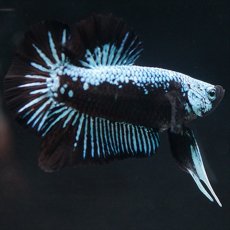 画像7: HMPK ブルーブラックサムライ (7)
