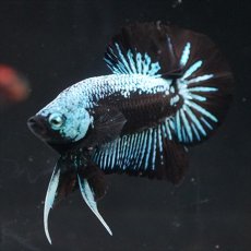 画像6: HMPK ブルーブラックサムライ (6)