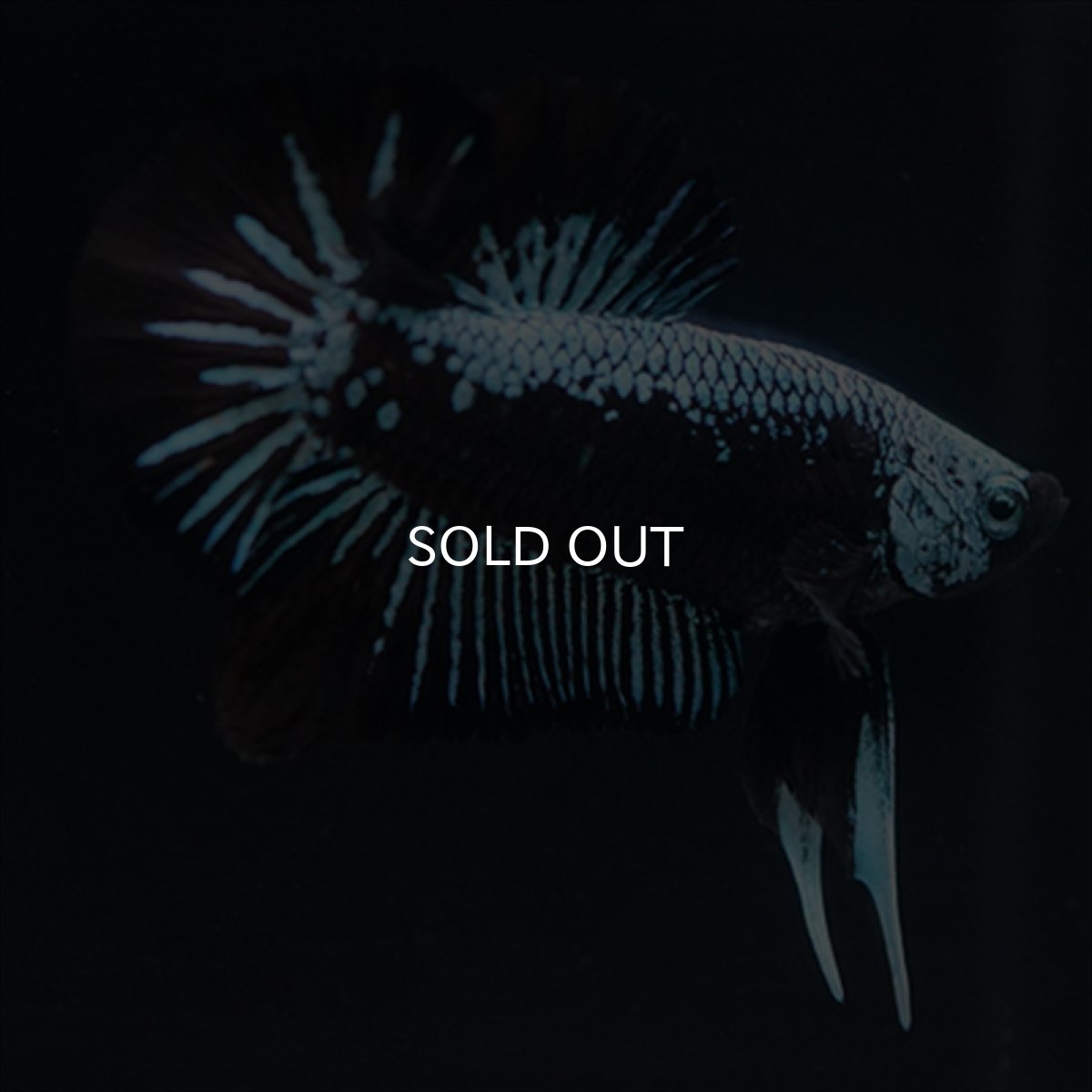 画像4: HMPK ブルーブラックサムライ (4)