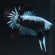 画像4: HMPK ブルーブラックサムライ (4)