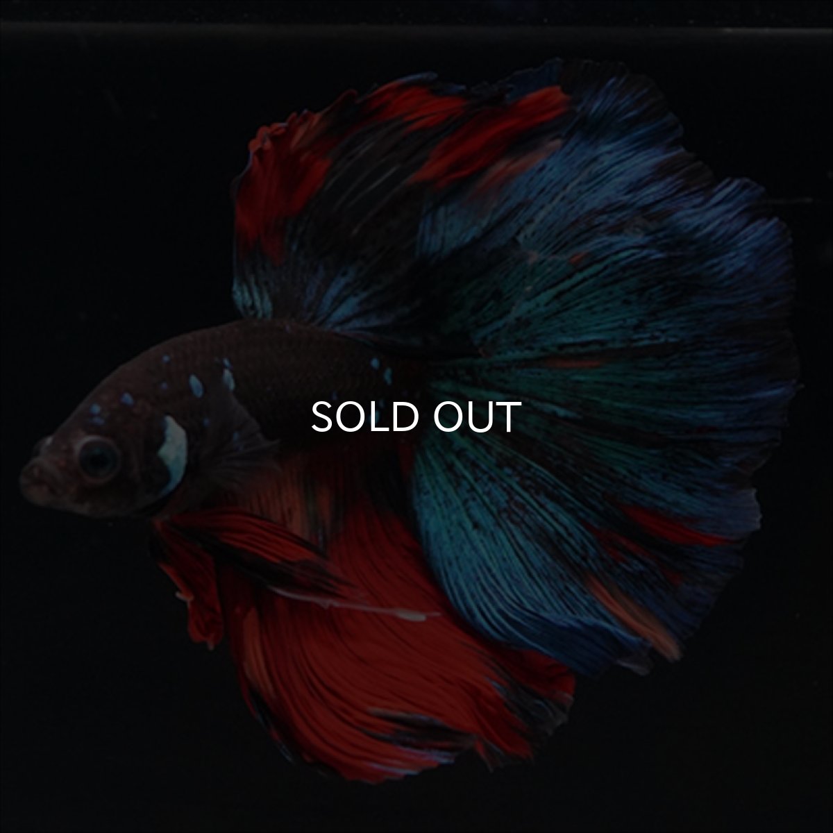 画像14: HM ブラックキャンディ (14)