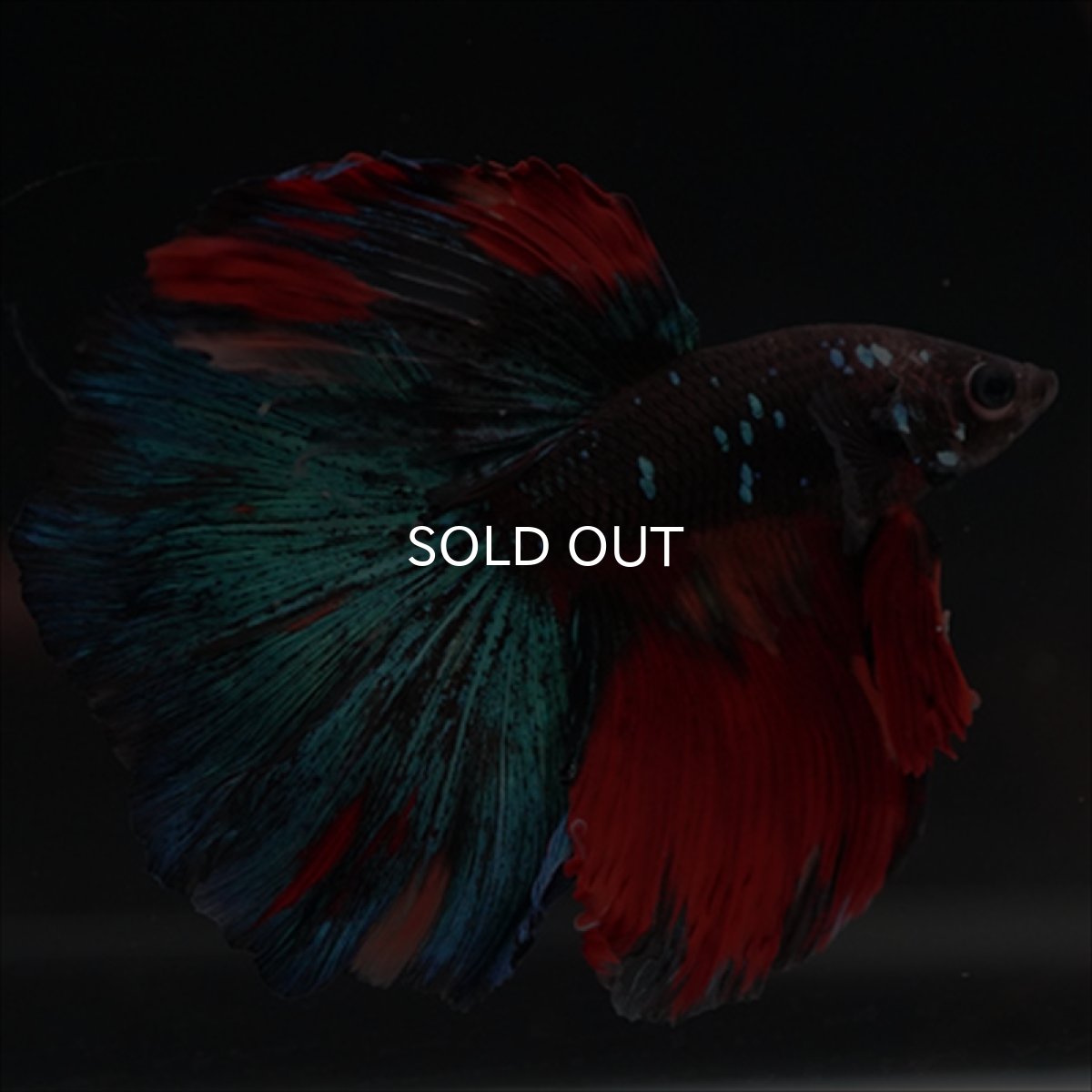 画像13: HM ブラックキャンディ (13)