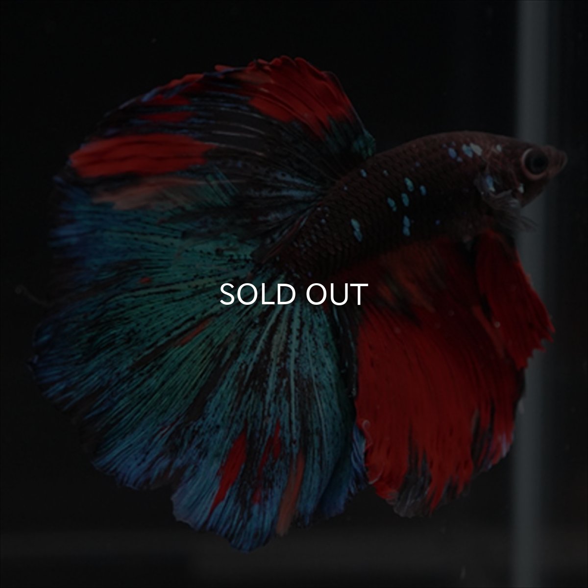 画像12: HM ブラックキャンディ (12)