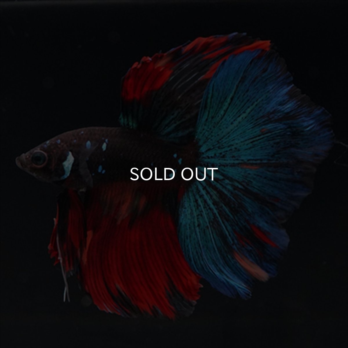 画像11: HM ブラックキャンディ (11)