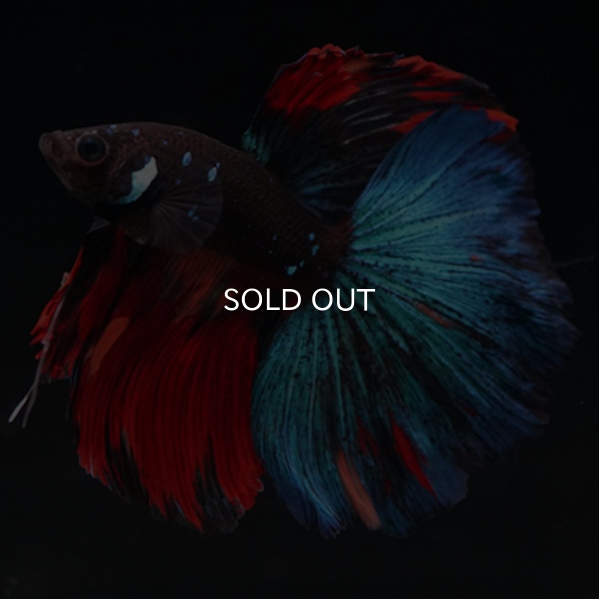 画像10: HM ブラックキャンディ (10)