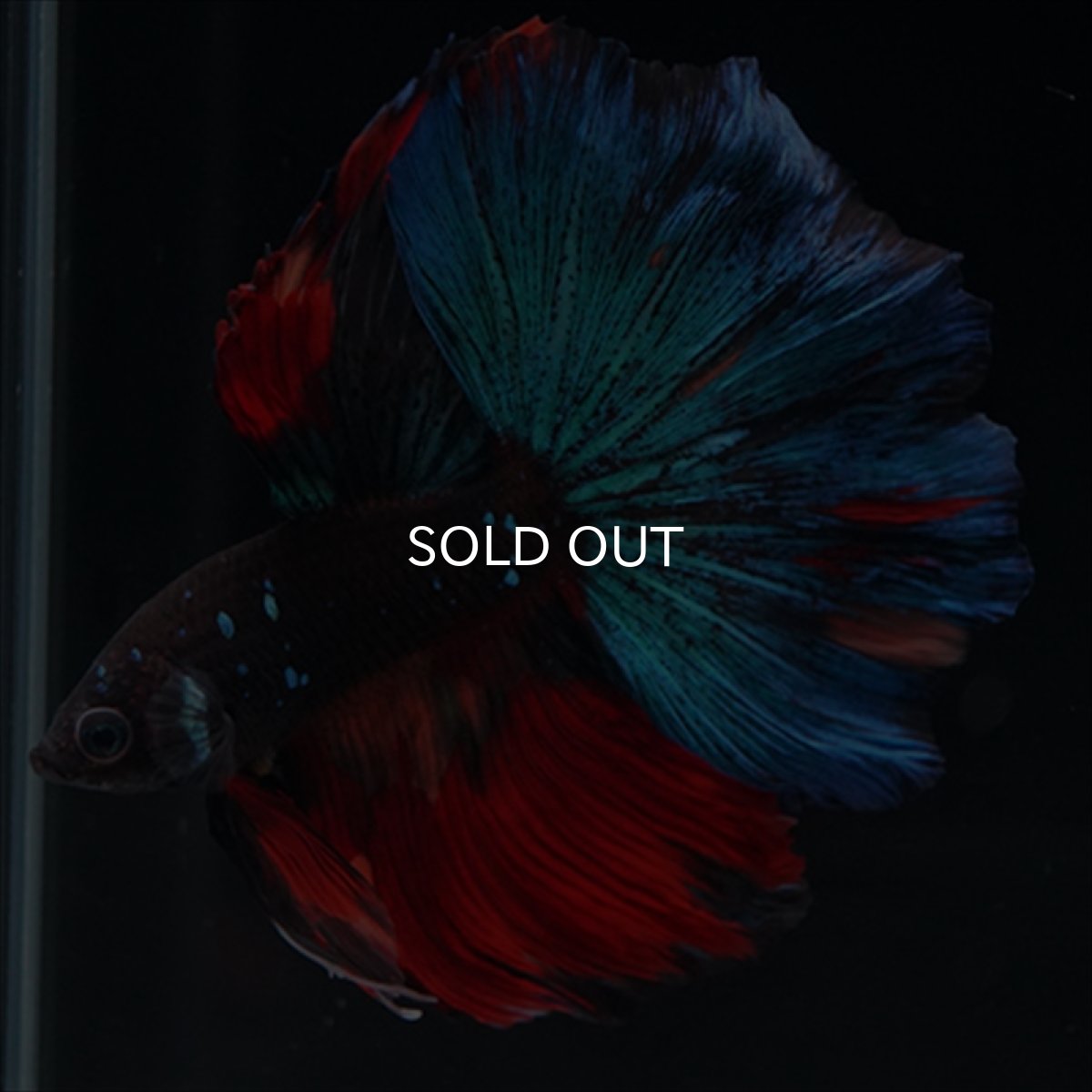 画像9: HM ブラックキャンディ (9)