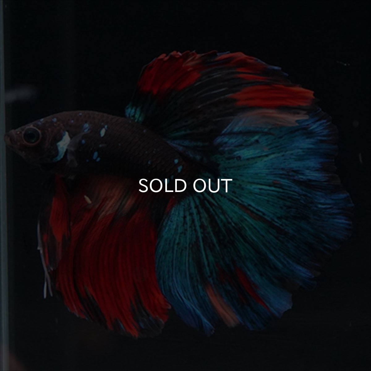 画像8: HM ブラックキャンディ (8)