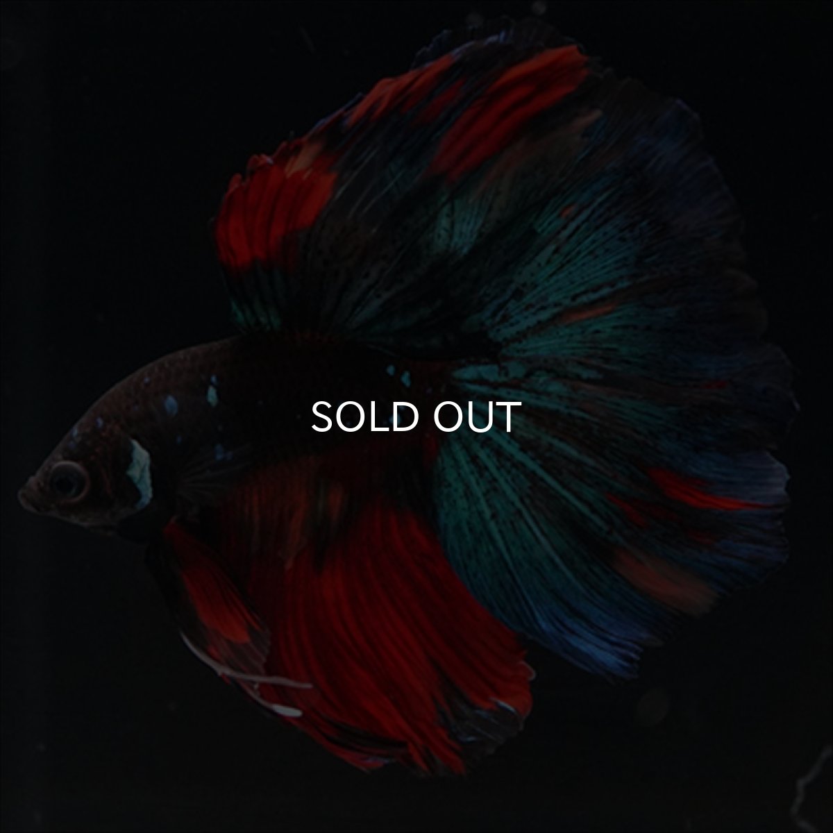 画像7: HM ブラックキャンディ (7)