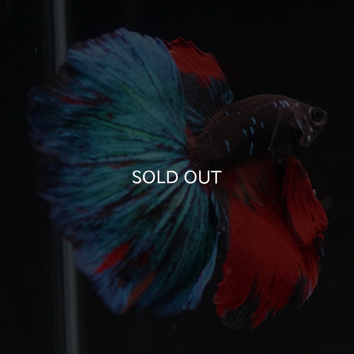 画像6: HM ブラックキャンディ (6)